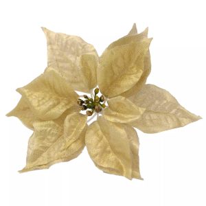 Poinsettia flowers