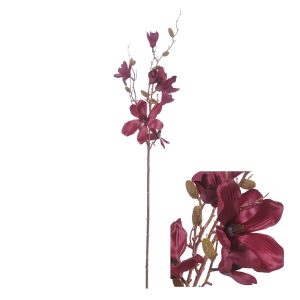 Magnolia